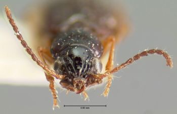 Media type: image;   Entomology 28693 Aspect: head frontal view
